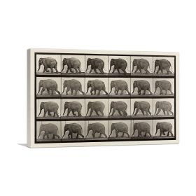 An Elephant Walking Sepia, on canvas (Type: Standard Framed Canvas Print, size: 16" x 12" / 42cm x 30cm (approx))