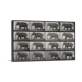 An Elephant Walking Black and White, Print on canvas (Type: Standard Framed Canvas Print, size: 32" x 24" / 80cm x 60cm (approx))