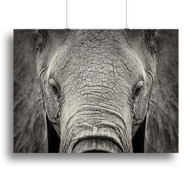 Close-up of African Elephant Canvas Print or Poster (Type: Poster Print, size: 24" x 16" / 60cm x 40cm (approx))