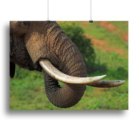 Close up of an African Elephants tusks Canvas Print or Poster (Type: Standard Framed Canvas Print, size: 28" x 20" / 70cm x 50cm (approx))