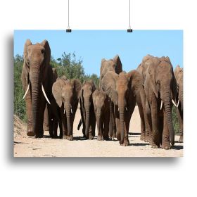 Elephant Family herd  on the move Canvas Print or Poster, various sizes (Type: Poster Print, size: 32" x 24" / 80cm x 60cm (approx))