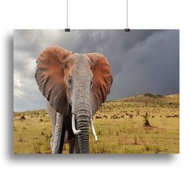 Elephant in National park of Kenya Canvas Print or Poster, various sizes (Type: Standard Framed Canvas Print, size: 12" x 8" / 30cm x 20cm (approx))